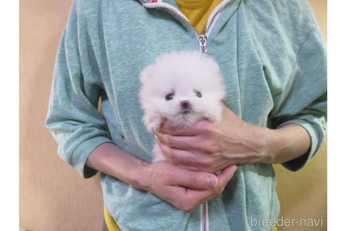 成約済の愛知県のポメラニアン-138028の2枚目