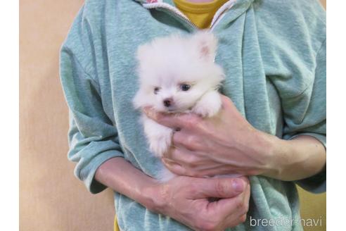 成約済の愛知県のポメラニアン-138027の2枚目