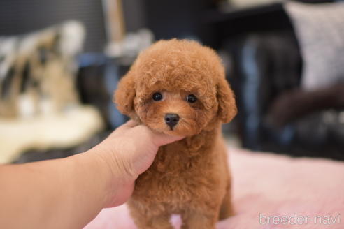 成約済の茨城県のタイニープードル-141789