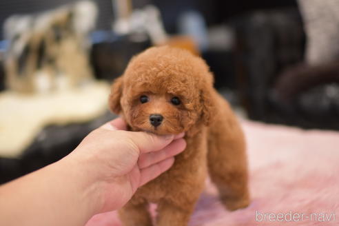 成約済の茨城県のタイニープードル-141789の5枚目