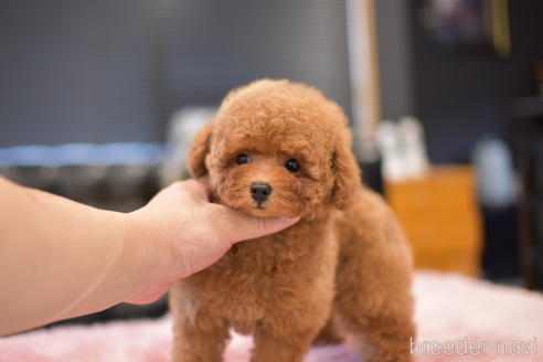 成約済の茨城県のタイニープードル-141789の4枚目