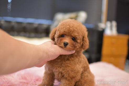 成約済の茨城県のタイニープードル-141789の3枚目