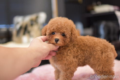 成約済の茨城県のタイニープードル-141789の2枚目