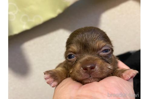 成約済の神奈川県のチワワ(ロングコート)-142139の14枚目