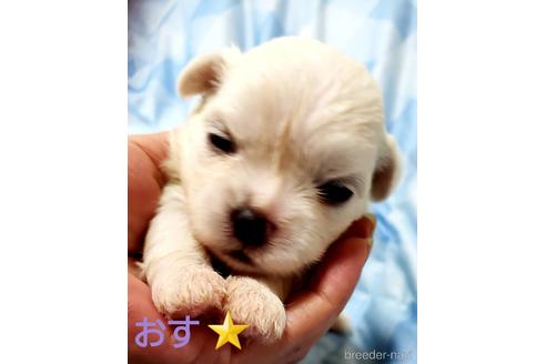成約済の広島県のミックス犬-141648の1枚目