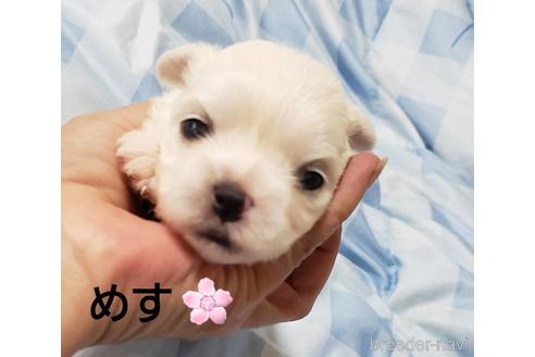 成約済の広島県のミックス犬-141646の1枚目