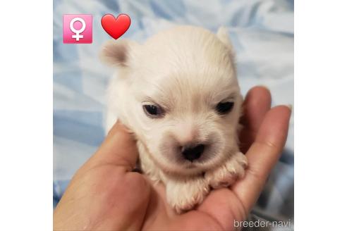 成約済の広島県のミックス犬-141645の1枚目