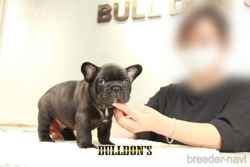 成約済の東京都のフレンチブルドッグ-143023の1枚目