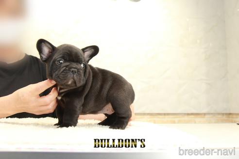 成約済の東京都のフレンチブルドッグ-143023の7枚目