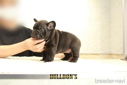 成約済の東京都のフレンチブルドッグ-143023の5枚目