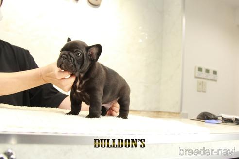 成約済の東京都のフレンチブルドッグ-143023の3枚目