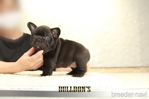 成約済の東京都のフレンチブルドッグ-143023の2枚目