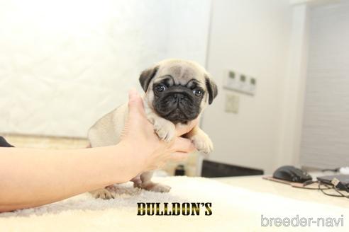 成約済の東京都のパグ-143029の1枚目