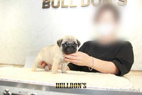 成約済の東京都のパグ-143029の6枚目