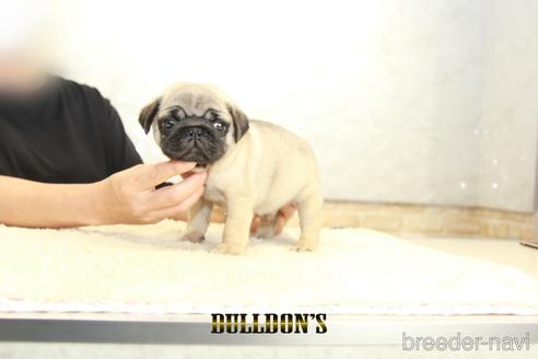 成約済の東京都のパグ-143029の5枚目