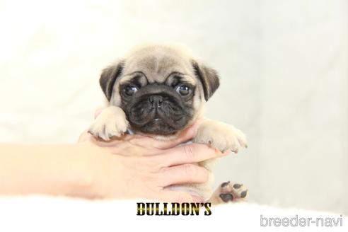 成約済の東京都のパグ-143029の4枚目