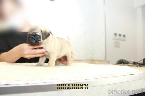 成約済の東京都のパグ-143029の2枚目