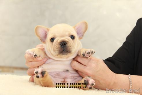 成約済の東京都のフレンチブルドッグ-143032の1枚目