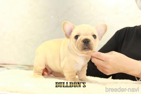 成約済の東京都のフレンチブルドッグ-143032の7枚目