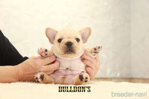 成約済の東京都のフレンチブルドッグ-143032の6枚目