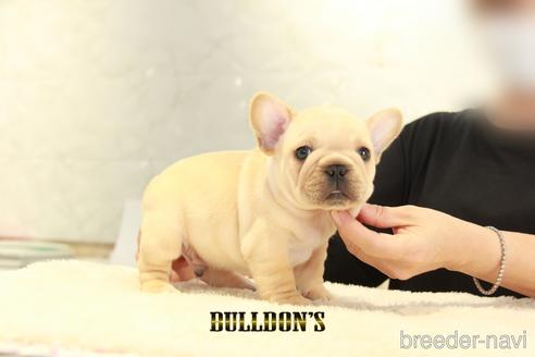 成約済の東京都のフレンチブルドッグ-143032の4枚目