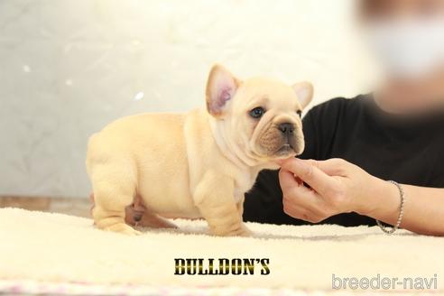 成約済の東京都のフレンチブルドッグ-143032の3枚目