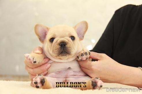 成約済の東京都のフレンチブルドッグ-143032の2枚目