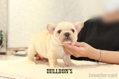 成約済の東京都のフレンチブルドッグ-143033の7枚目