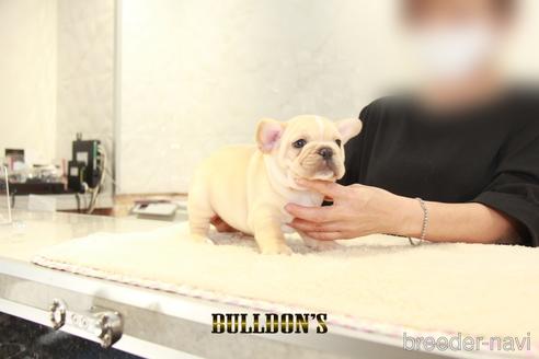 成約済の東京都のフレンチブルドッグ-143033の5枚目