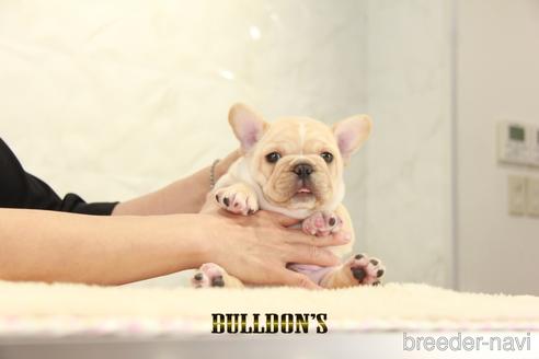 成約済の東京都のフレンチブルドッグ-143033の4枚目