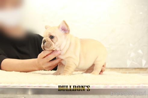 成約済の東京都のフレンチブルドッグ-143033の2枚目