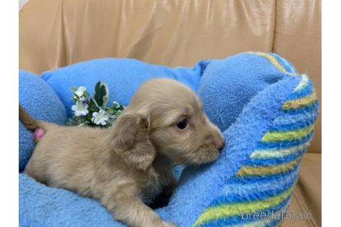 成約済の栃木県のミニチュアダックスフンド(ロングヘアード)-143036