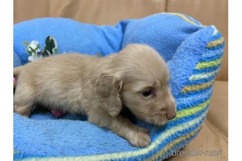 成約済の栃木県のミニチュアダックスフンド(ロングヘアード)-143036の4枚目
