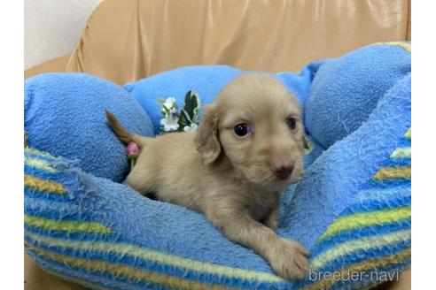 成約済の栃木県のミニチュアダックスフンド(ロングヘアード)-143036の2枚目