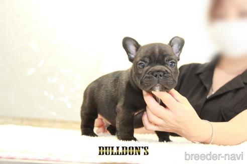 成約済の東京都のフレンチブルドッグ-143042の1枚目