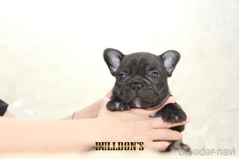 成約済の東京都のフレンチブルドッグ-143042の6枚目