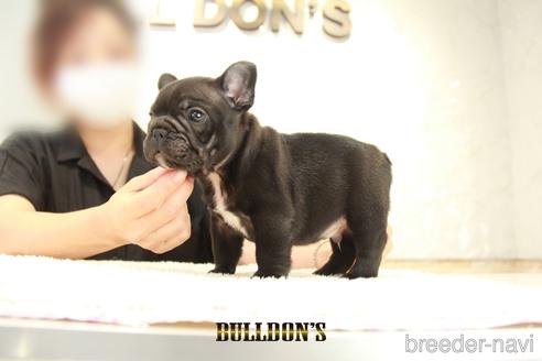 成約済の東京都のフレンチブルドッグ-143042の5枚目