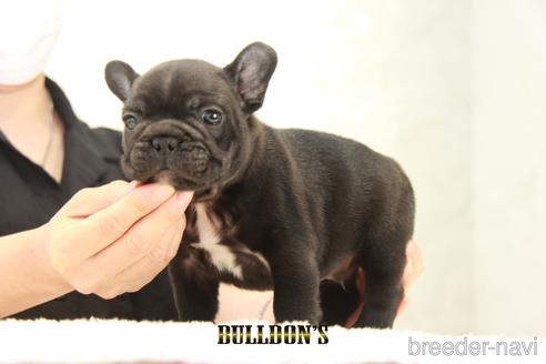 成約済の東京都のフレンチブルドッグ-143042の4枚目