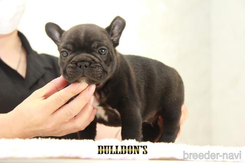 成約済の東京都のフレンチブルドッグ-143042の3枚目