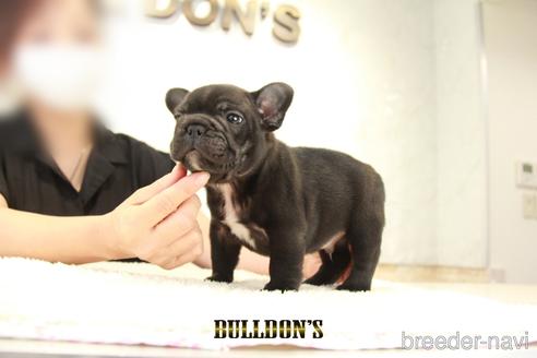 成約済の東京都のフレンチブルドッグ-143042の2枚目