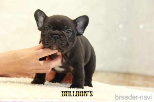 成約済の東京都のフレンチブルドッグ-143043