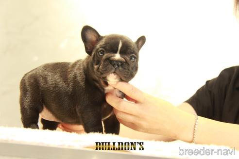 成約済の東京都のフレンチブルドッグ-143044