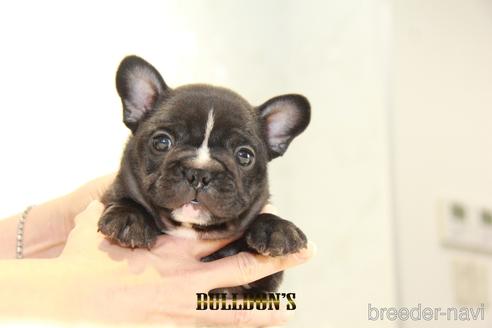 成約済の東京都のフレンチブルドッグ-143044の7枚目