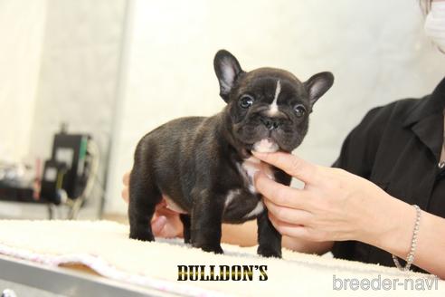 成約済の東京都のフレンチブルドッグ-143044の5枚目