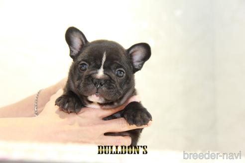 成約済の東京都のフレンチブルドッグ-143044の2枚目