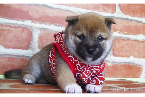 成約済の福岡県の豆柴-143075