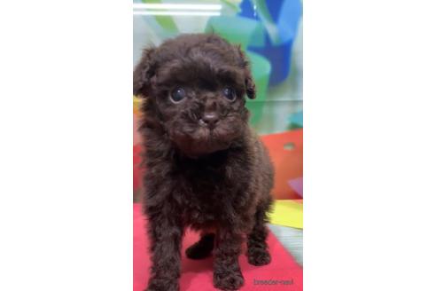 成約済の千葉県のティーカッププードル-143133の3枚目