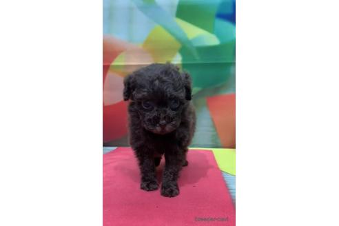 成約済の千葉県のティーカッププードル-143133の2枚目