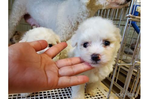 成約済の愛知県のビションフリーゼ-143150の1枚目