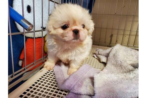 成約済の愛知県のペキニーズ-143156の1枚目